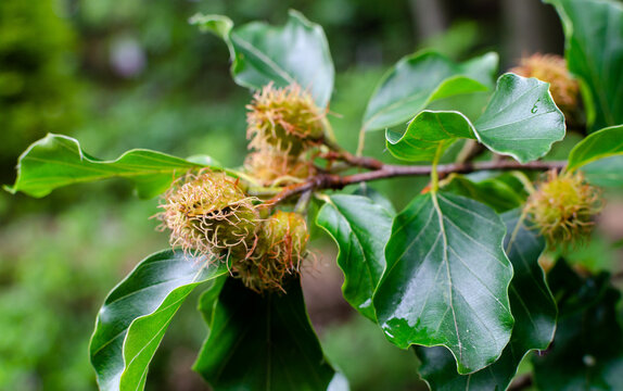 Japanese garden tree - European beech, common beech - Fagus sylvatica, blossom of tree, close-up