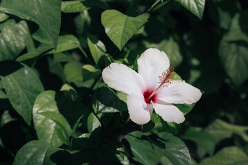 White hibiscus flower in the Botanical garden in the Park