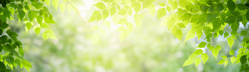 Concept nature view of green leaf on blurred greenery background in garden and sunlight with copy...