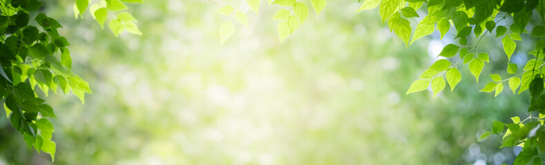 Concept nature view of green leaf on blurred greenery background in garden and sunlight with copy...