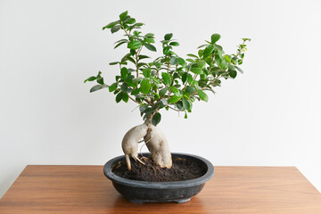 Bonsai tree on wooden table. White wall. Simple house decoration ideas. Simplicity