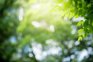 Concept nature view of green leaf on blurred greenery background in garden and sunlight with copy space using as background natural green plants landscape, ecology, fresh wallpaper concept.