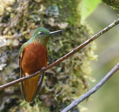 Rotbauchkolibri, Boissonneaua matthewsii, Ecuador
