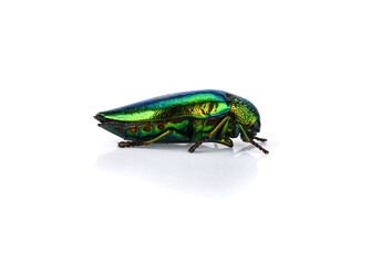 Jewel beetle (Buprestidae) on white background .