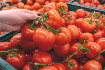  woman choosing fresh tomato in store. Holds with a hand red tomatoes