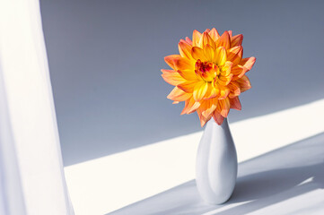 Orange flower in a white vase. Minimalistic composition. Close up. Copy space.