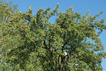Fototapeta na wymiar large fruit tree with branches with green leaves and pears against a blue sky
