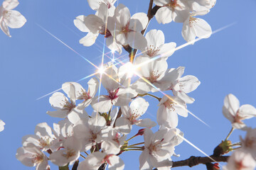 サクラと青空