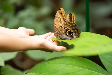 Little girl holding butterfly in her hand.
