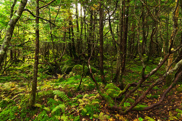 苔むしたブナの原生林