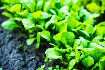 Salad growth in the garden. Selective focus. 