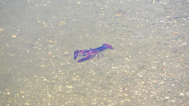 Red swamp crayfish (Procambarus clarkii) in its habitat. This is an invasive specie in Spain and is found in the Donana nature reserve