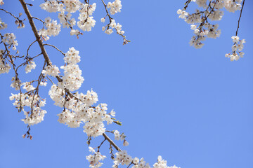 サクラと青空