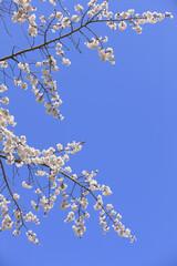 サクラと青空