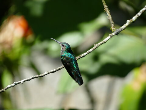 Der Wei&szlig;nackenkolibri oder Jakobinerkolibri (Florisuga mellivora) ist ein go&szlig;er attraktiver Kolibri (Trochilidae). Ecuador