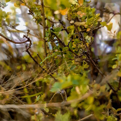 Fine art nature photography. Shallow deep of field. Selective focus. 