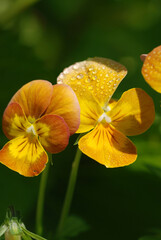 Fleur de pensées horticoles