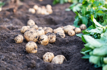 Potatoes in field.