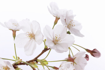 サクラ、白バック