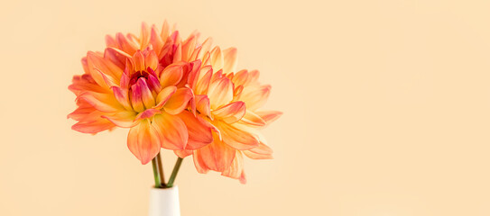 Colorful dahlia flowers on a beige pastel background. Copy space. Close-up. Floral banner.