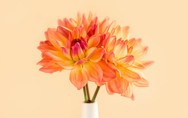 Colorful dahlia flowers on a beige pastel background. Copy space. Close-up.