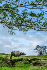 Naklejka premium Buffalo in a field