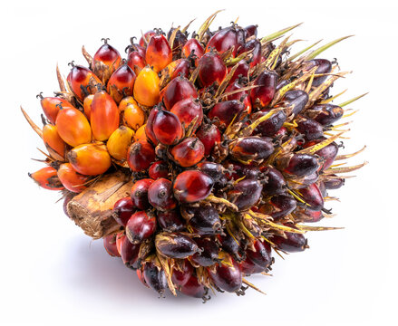 Fresh oil palm fruits isolated on the white background.