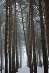 Fototapeta na wymiar fairy forest. winter. snow