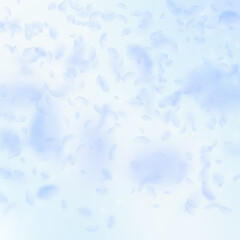Light blue flower petals falling down. Exceptional