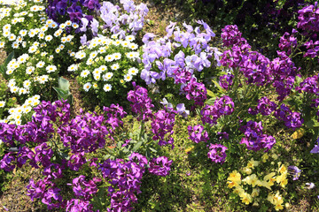 Fototapeta premium 春の草花