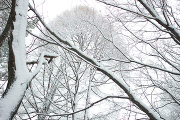 fairy forest. winter. snow
