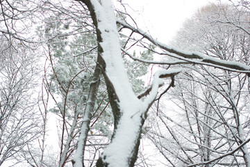 fairy forest. winter. snow