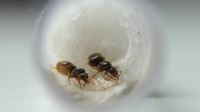 Two Lasius flavus (yellow meadow) queens with workers.