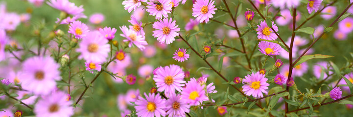 Fototapeta na wymiar autumn flowers Aster novi-belgii vibrant light purple color in full bloom in the garden. banner