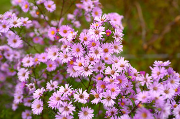 autumn flowers Aster novi-belgii vibrant light purple color in full bloom in the garden