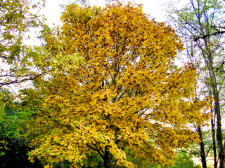 Fototapeta premium Close up Maple Tree (Acer) covered in Autumn gold colour leaves