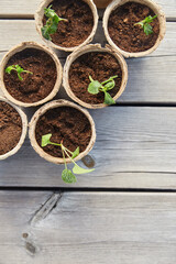 gardening, eco and organic concept - vegetable seedlings in pots with soil on wooden board background