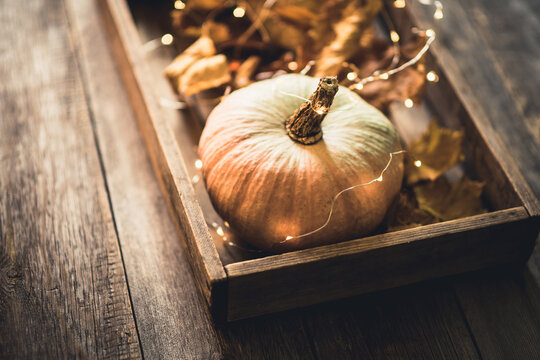 Freshly harvested pumpkin decorate with maple leaves on the kitchen table. Selective focus. Shallow depth of field. 