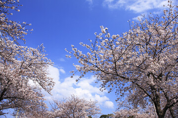 Fototapeta premium サクラと青空