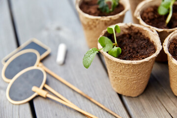 gardening, eco and organic concept - vegetable seedlings in pots with soil and name tags with chalk on wooden board background