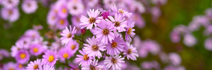 autumn flowers Aster novi-belgii vibrant light purple color in full bloom in the garden. banner