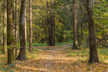 into autumn forest in fall season