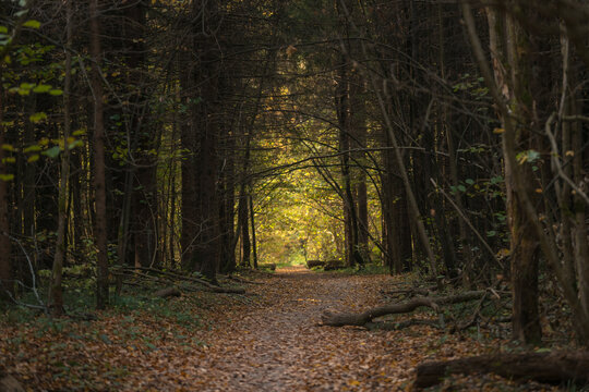 Pathway in autumn forest among trees