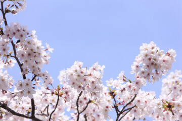 サクラと青空