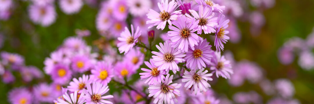 autumn flowers Aster novi-belgii vibrant light purple color in full bloom in the garden. banner