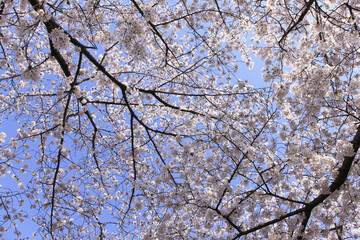 サクラと青空