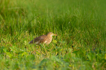 Indian Pond Heron or Ardeola grayii in natural green background at keoladeo ghana national park or bharatpur bird sanctuary rajasthan india