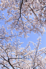 サクラと青空