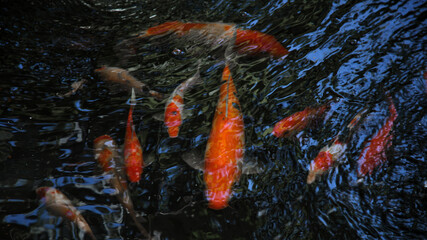 Obraz na płótnie Canvas Koi fish swimming around pond blurred by the surface water of pond, Koi fish has many beautiful color on body