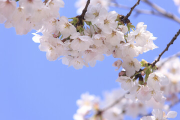 サクラと青空